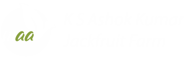 K S Ashok Kumar Jackfruit Farm